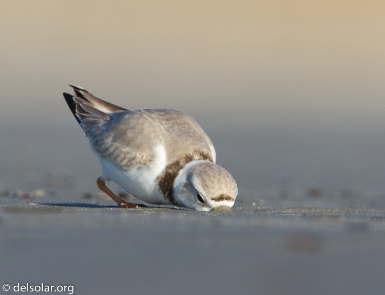 Canon EOS 7D  --  500 mm  --  EF500mm f/4L IS USM  