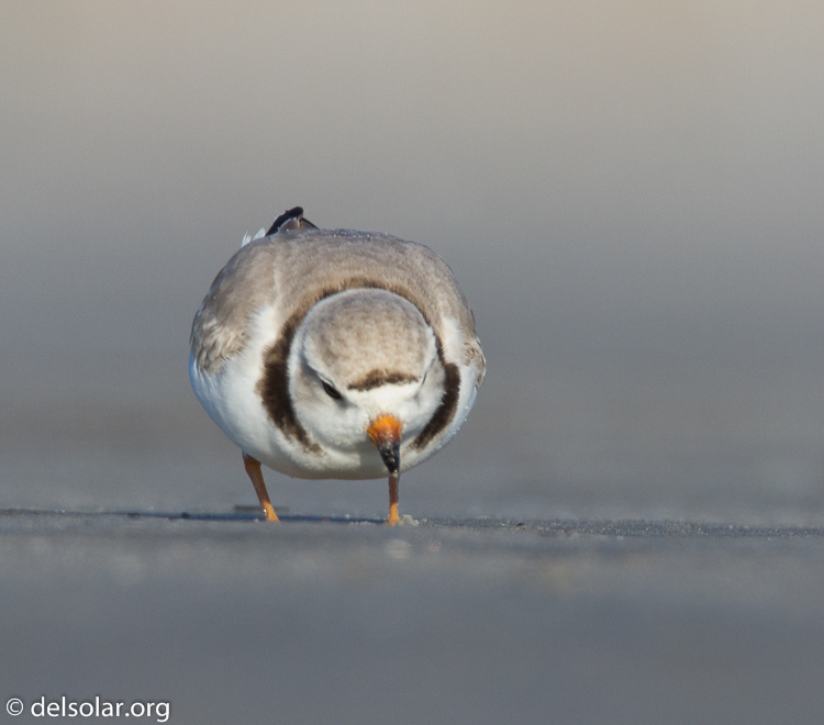 Canon EOS 7D  --  500 mm  --  EF500mm f/4L IS USM  