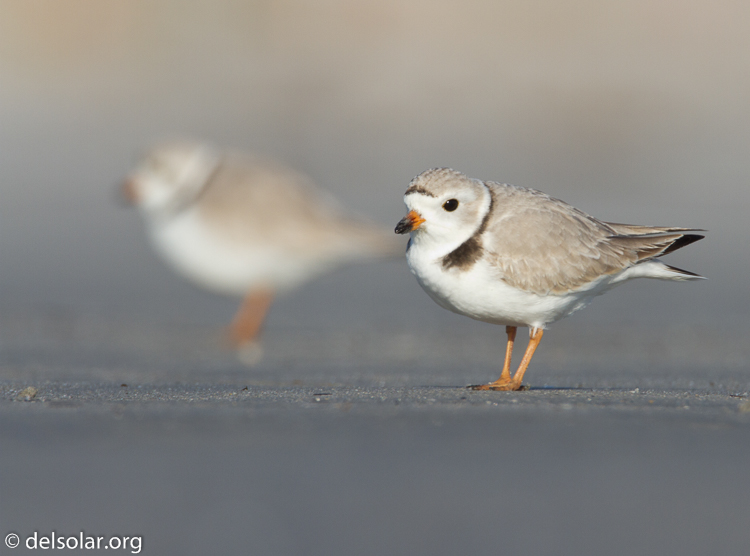 Canon EOS 7D  --  500 mm  --  EF500mm f/4L IS USM  