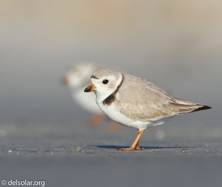 Canon EOS 7D  --  500 mm  --  EF500mm f/4L IS USM  