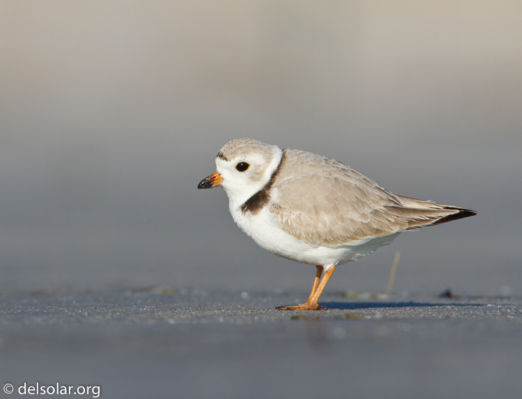 Canon EOS 7D  --  500 mm  --  EF500mm f/4L IS USM  