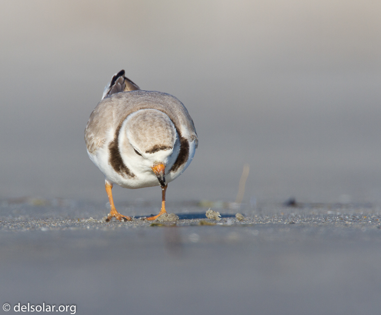 Canon EOS 7D  --  500 mm  --  EF500mm f/4L IS USM  