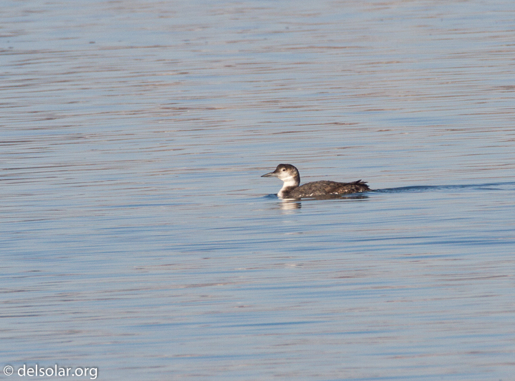 Canon EOS 7D  --  500 mm  --  EF500mm f/4L IS USM  