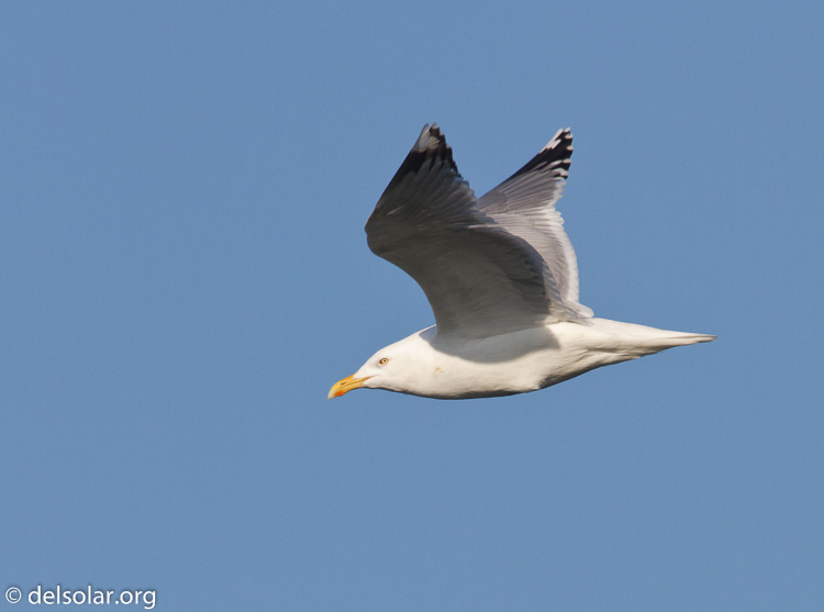 Canon EOS 7D  --  500 mm  --  EF500mm f/4L IS USM  