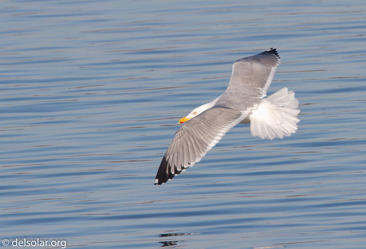 Canon EOS 7D  --  500 mm  --  EF500mm f/4L IS USM  