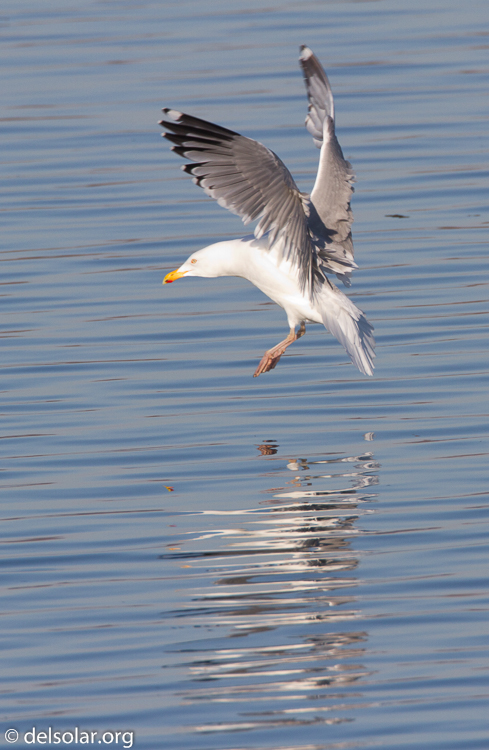 Canon EOS 7D  --  500 mm  --  EF500mm f/4L IS USM  