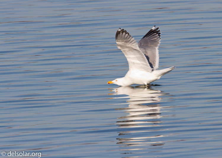 Canon EOS 7D  --  500 mm  --  EF500mm f/4L IS USM  