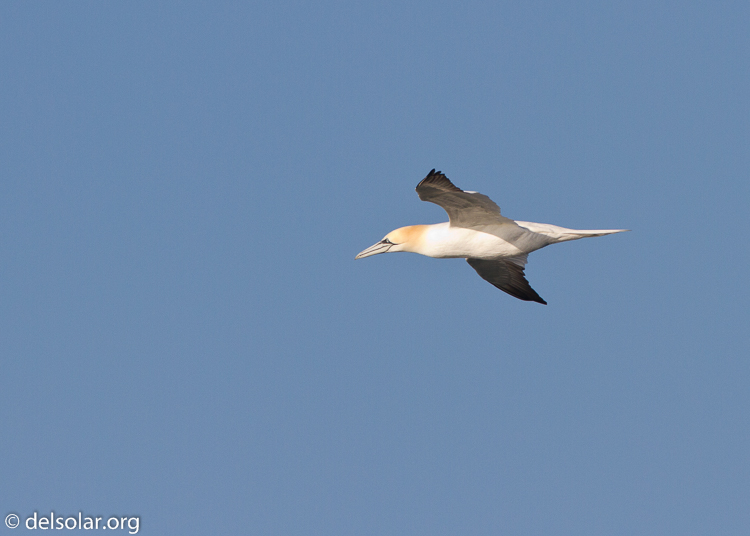 Canon EOS 7D  --  500 mm  --  EF500mm f/4L IS USM  