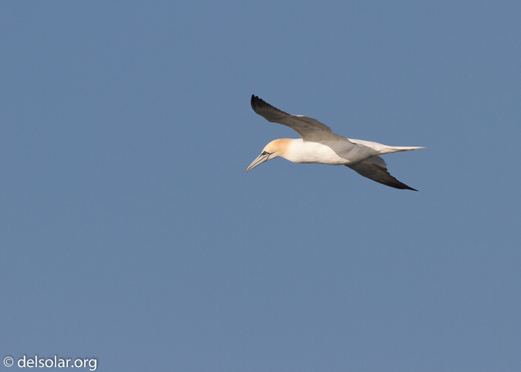 Canon EOS 7D  --  500 mm  --  EF500mm f/4L IS USM  