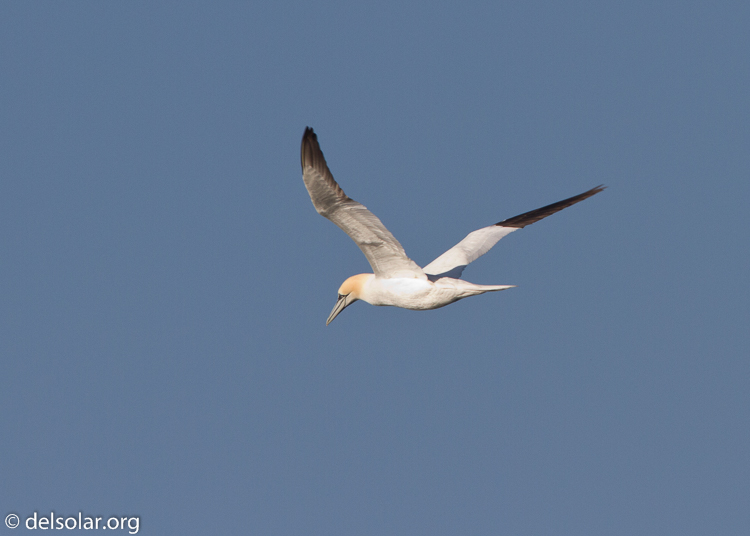 Canon EOS 7D  --  500 mm  --  EF500mm f/4L IS USM  