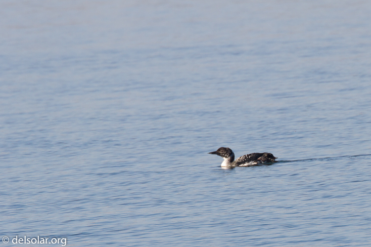 Canon EOS 7D  --  500 mm  --  EF500mm f/4L IS USM  