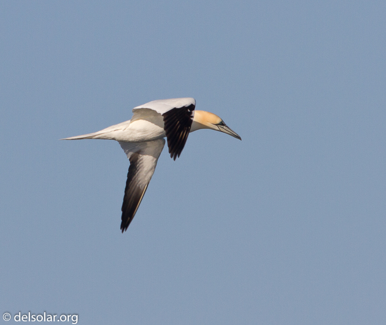 Canon EOS 7D  --  500 mm  --  EF500mm f/4L IS USM  