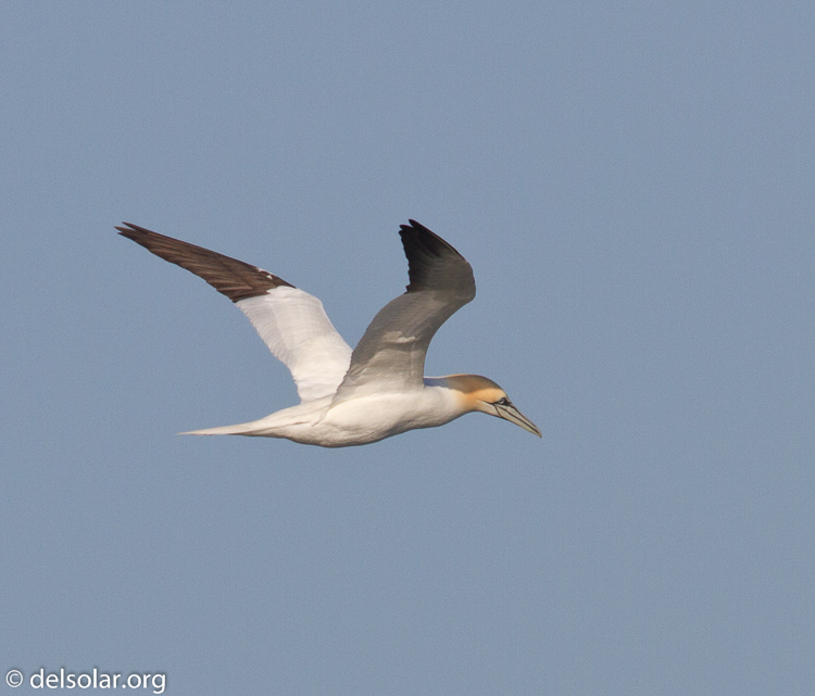 Canon EOS 7D  --  500 mm  --  EF500mm f/4L IS USM  