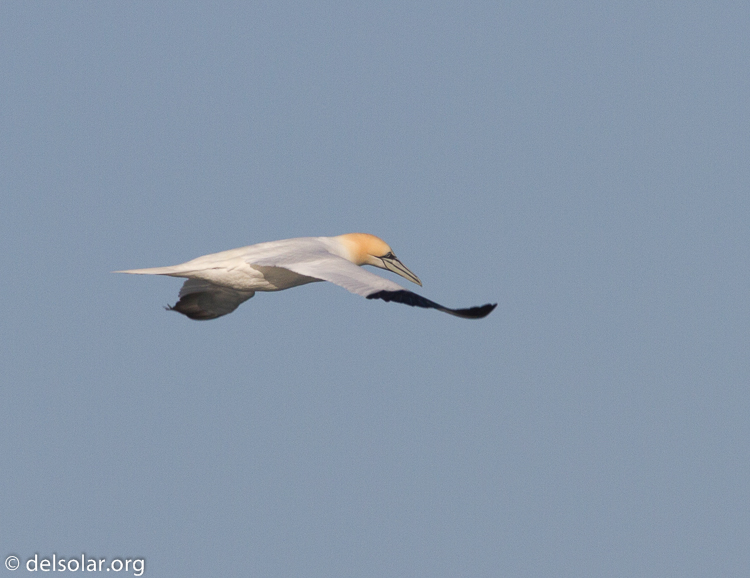 Canon EOS 7D  --  500 mm  --  EF500mm f/4L IS USM  