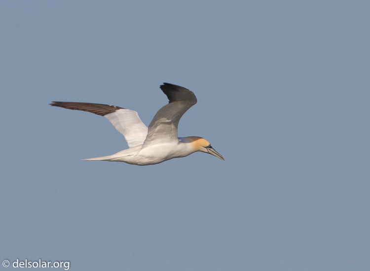 Canon EOS 7D  --  500 mm  --  EF500mm f/4L IS USM  