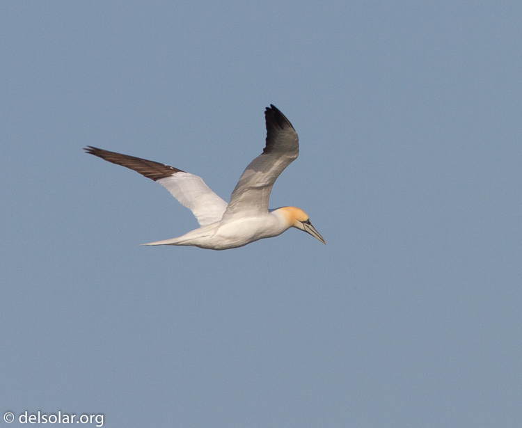 Canon EOS 7D  --  500 mm  --  EF500mm f/4L IS USM  