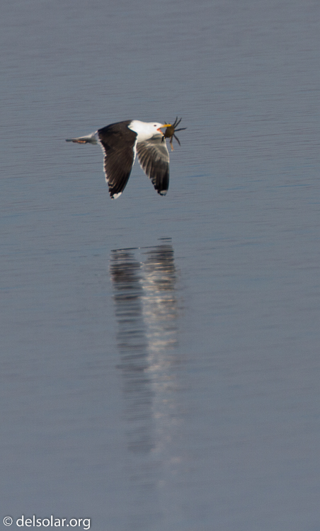 Canon EOS 7D  --  500 mm  --  EF500mm f/4L IS USM  