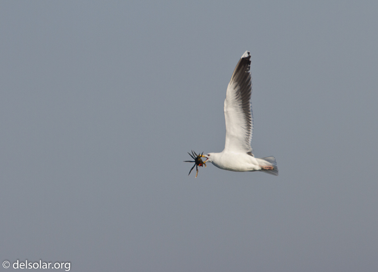 Canon EOS 7D  --  500 mm  --  EF500mm f/4L IS USM  