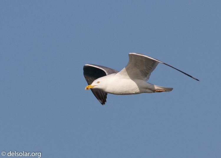 Canon EOS 7D  --  500 mm  --  EF500mm f/4L IS USM  