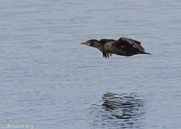 Canon EOS 7D  --  500 mm  --  EF500mm f/4L IS USM  