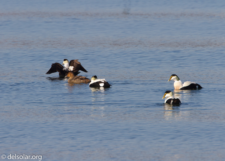 Canon EOS 7D  --  500 mm  --  EF500mm f/4L IS USM  