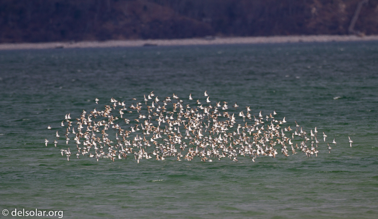 Canon EOS 7D  --  500 mm  --  EF500mm f/4L IS USM  