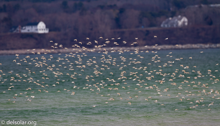 Canon EOS 7D  --  500 mm  --  EF500mm f/4L IS USM  