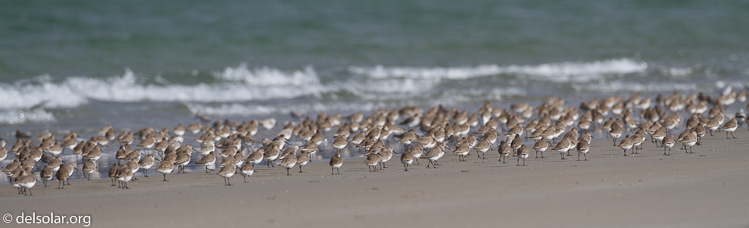 Canon EOS 7D  --  500 mm  --  EF500mm f/4L IS USM  