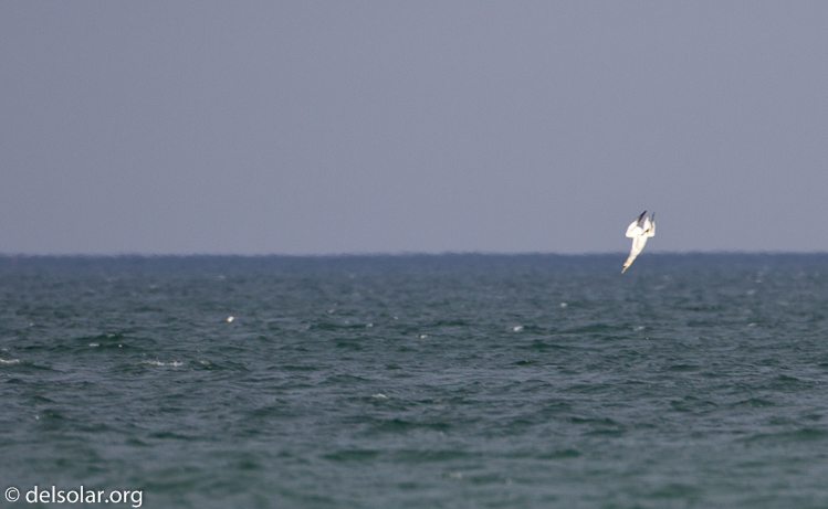 Canon EOS 7D  --  500 mm  --  EF500mm f/4L IS USM  