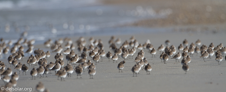 Canon EOS 7D  --  500 mm  --  EF500mm f/4L IS USM  