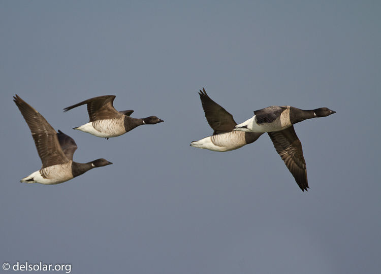 Canon EOS 7D  --  500 mm  --  EF500mm f/4L IS USM  