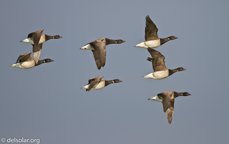 Canon EOS 7D  --  500 mm  --  EF500mm f/4L IS USM  