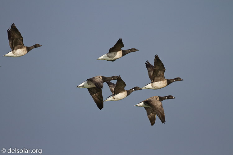 Canon EOS 7D  --  500 mm  --  EF500mm f/4L IS USM  