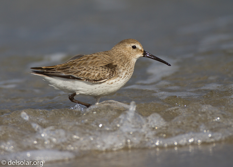 Canon EOS 7D  --  500 mm  --  EF500mm f/4L IS USM  