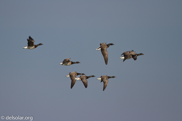 Canon EOS 7D  --  500 mm  --  EF500mm f/4L IS USM  