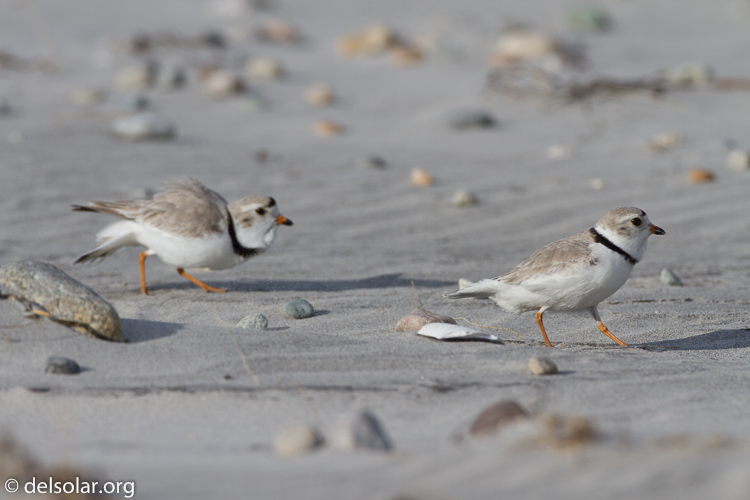 Canon EOS 7D  --  500 mm  --  EF500mm f/4L IS USM  