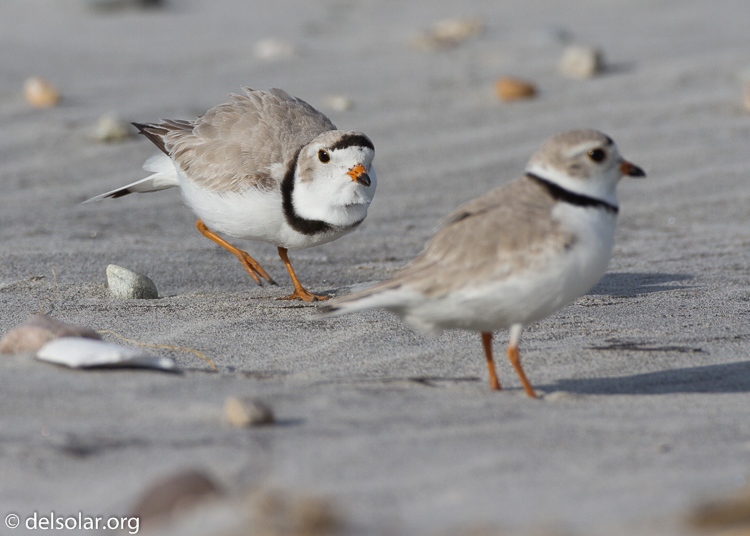 Canon EOS 7D  --  500 mm  --  EF500mm f/4L IS USM  