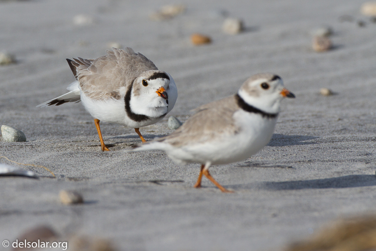 Canon EOS 7D  --  500 mm  --  EF500mm f/4L IS USM  