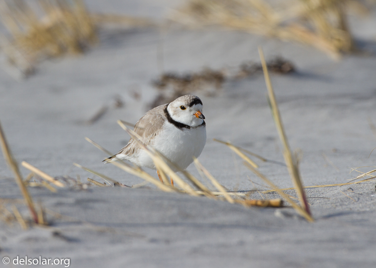 Canon EOS 7D  --  500 mm  --  EF500mm f/4L IS USM  