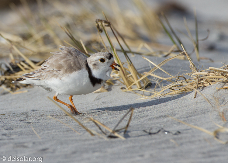Canon EOS 7D  --  500 mm  --  EF500mm f/4L IS USM  