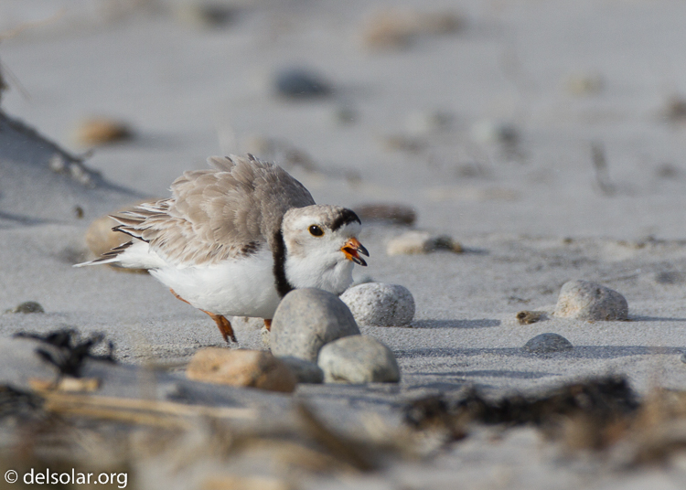 Canon EOS 7D  --  500 mm  --  EF500mm f/4L IS USM  