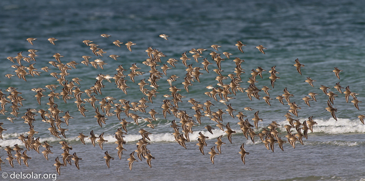 Canon EOS 7D  --  500 mm  --  EF500mm f/4L IS USM  