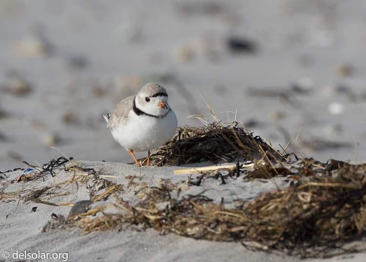 Canon EOS 7D  --  500 mm  --  EF500mm f/4L IS USM  