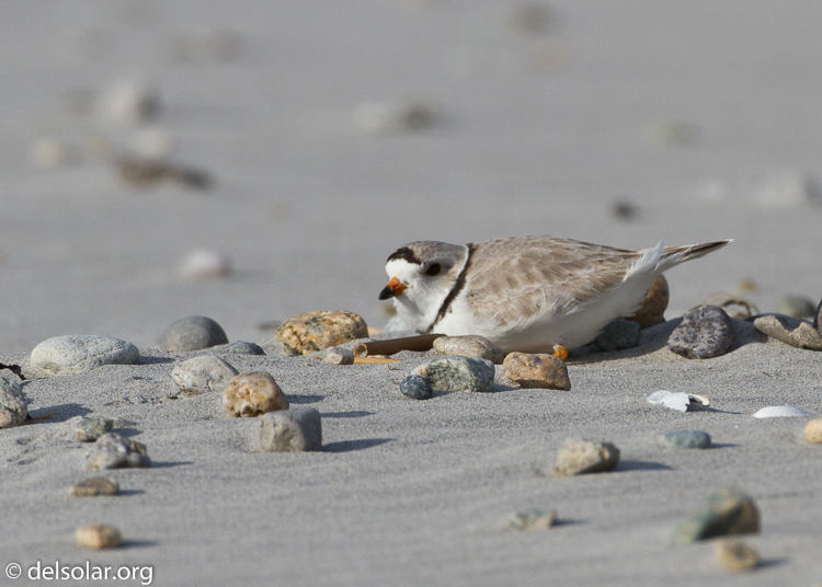 Canon EOS 7D  --  500 mm  --  EF500mm f/4L IS USM  