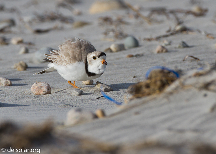 Canon EOS 7D  --  500 mm  --  EF500mm f/4L IS USM  