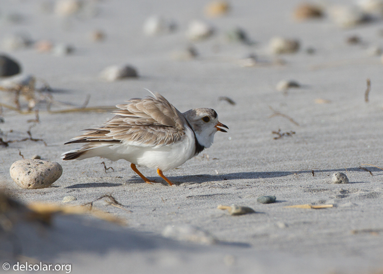 Canon EOS 7D  --  500 mm  --  EF500mm f/4L IS USM  