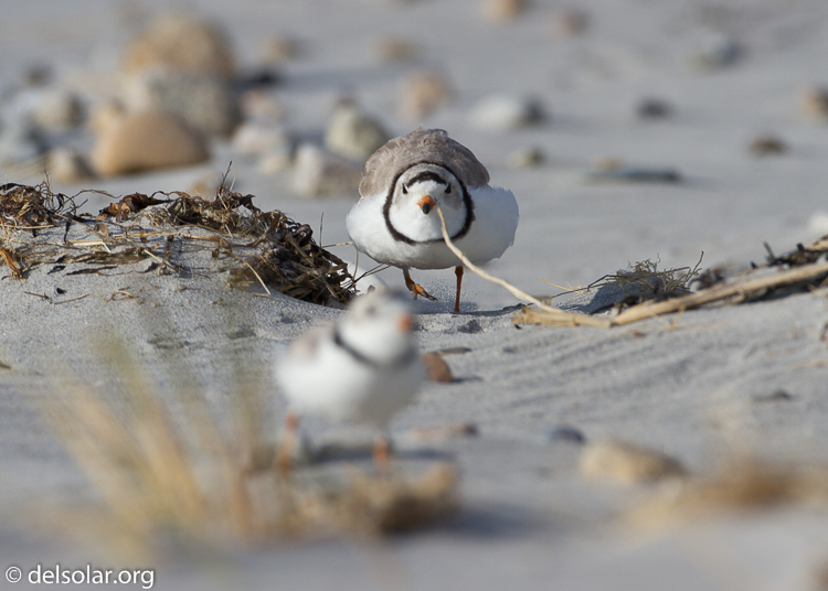 Canon EOS 7D  --  500 mm  --  EF500mm f/4L IS USM  