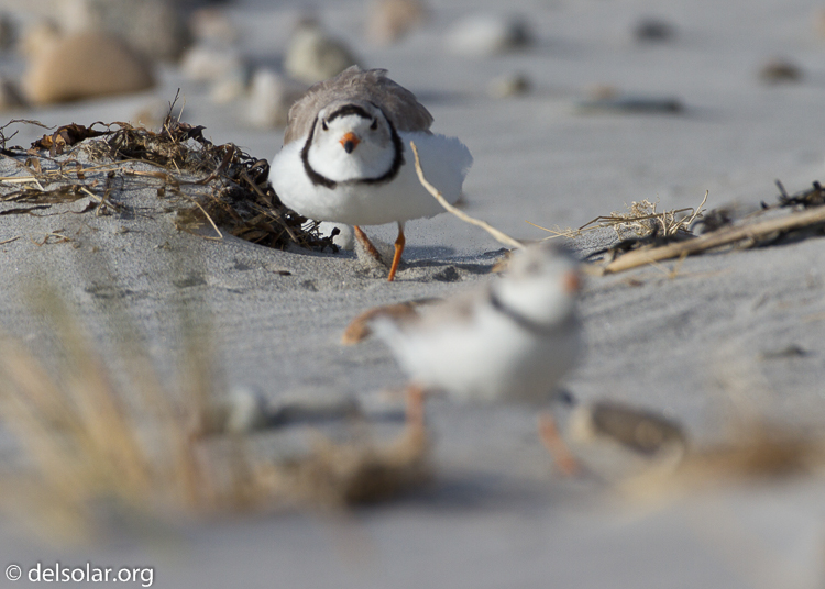 Canon EOS 7D  --  500 mm  --  EF500mm f/4L IS USM  