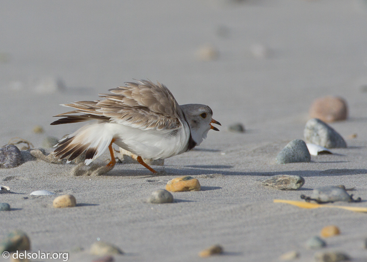 Canon EOS 7D  --  500 mm  --  EF500mm f/4L IS USM  