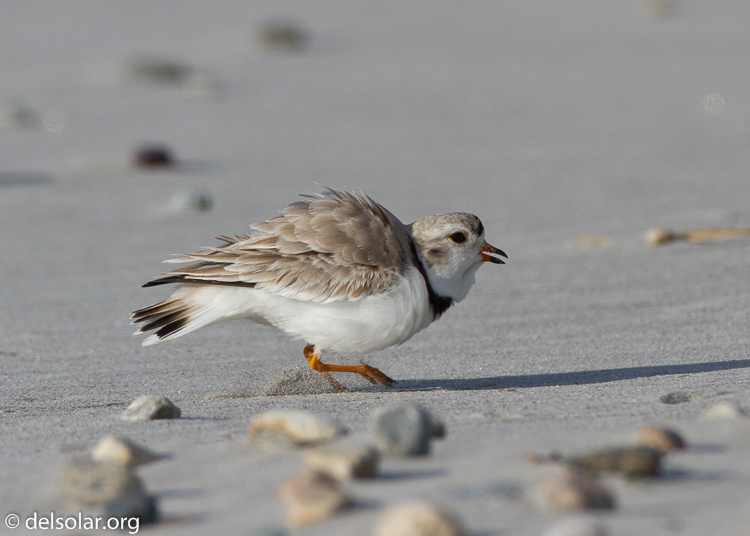 Canon EOS 7D  --  500 mm  --  EF500mm f/4L IS USM  